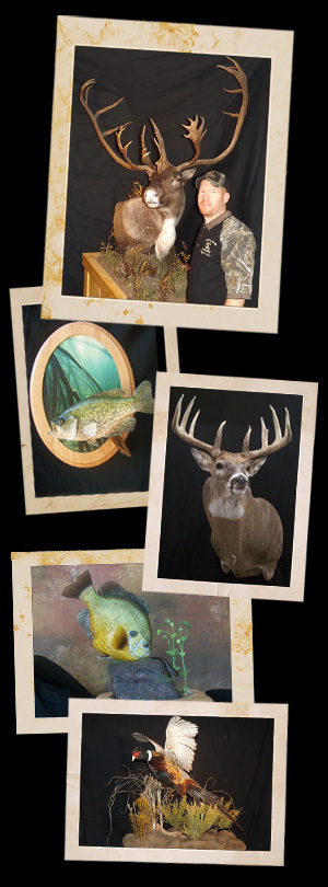 Trophy Time Taxidermy photos